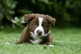 BORDER COLLIE 1258